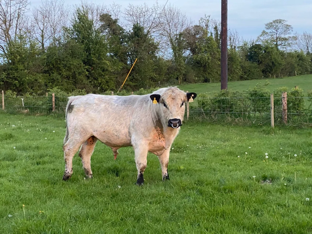 Speckle Park Bulls for sale - Image 4