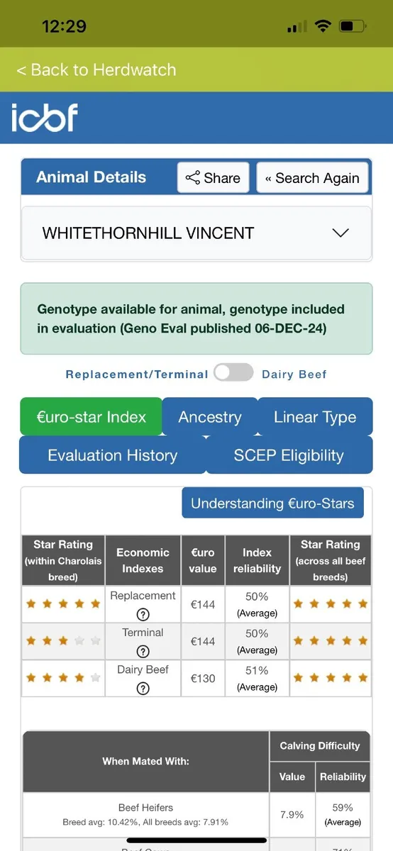 Purebred Charolais bull - Image 3