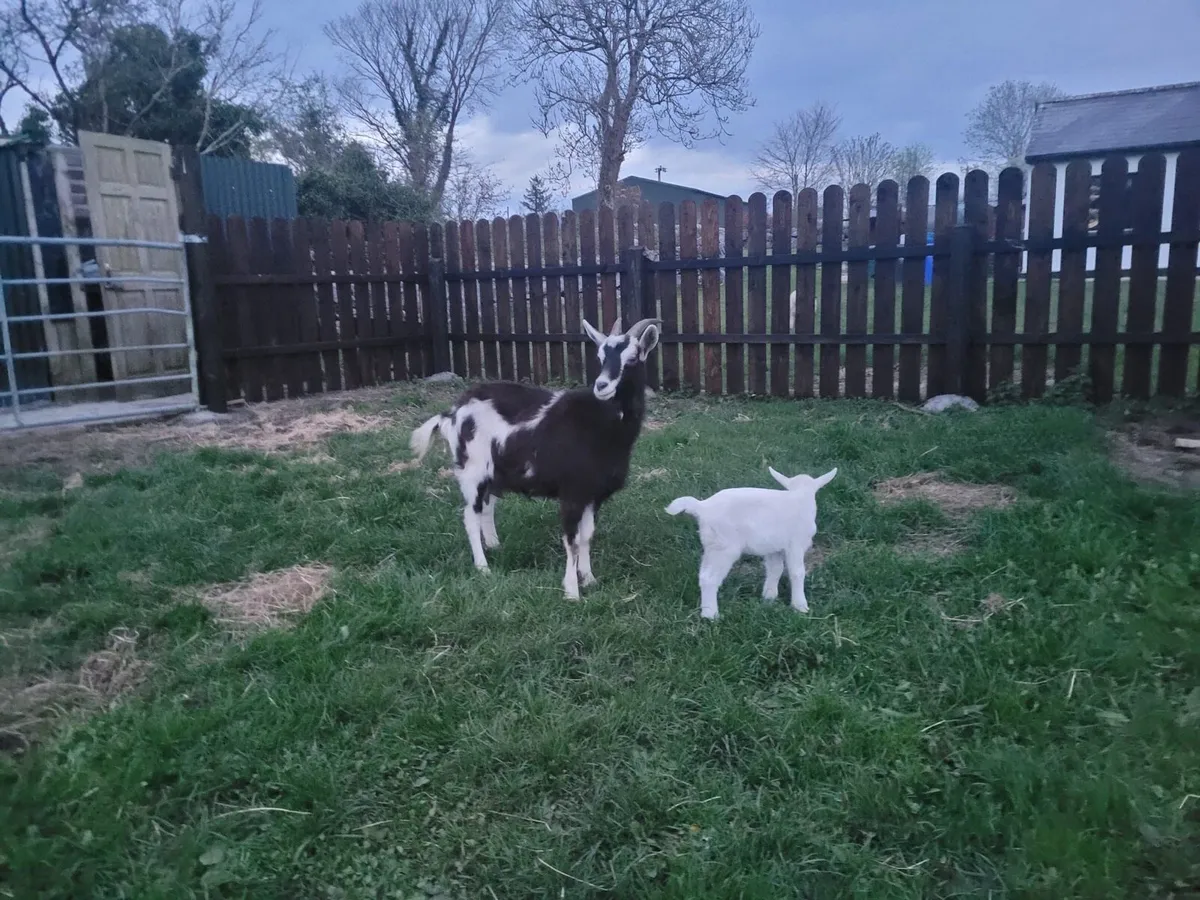 Goats - Image 2