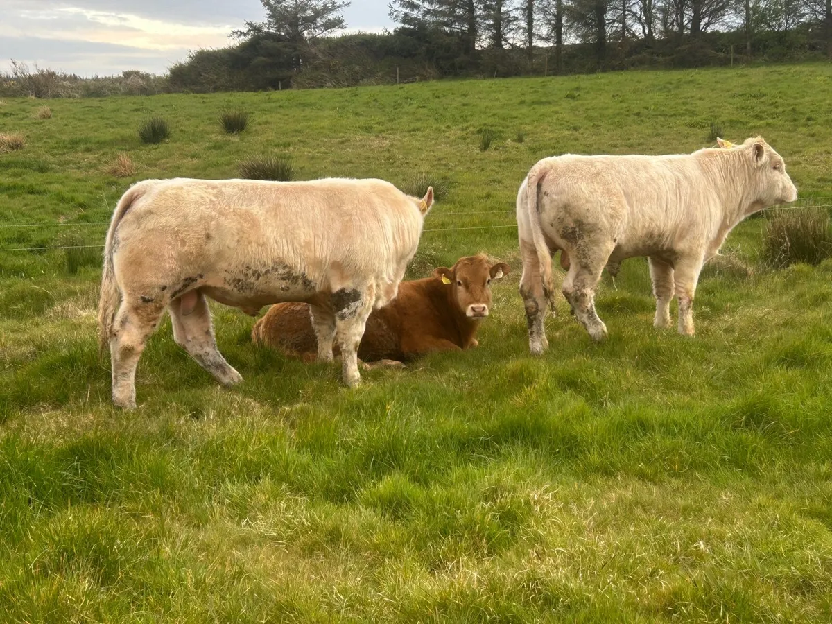 Purebred Charolais bull - Image 1