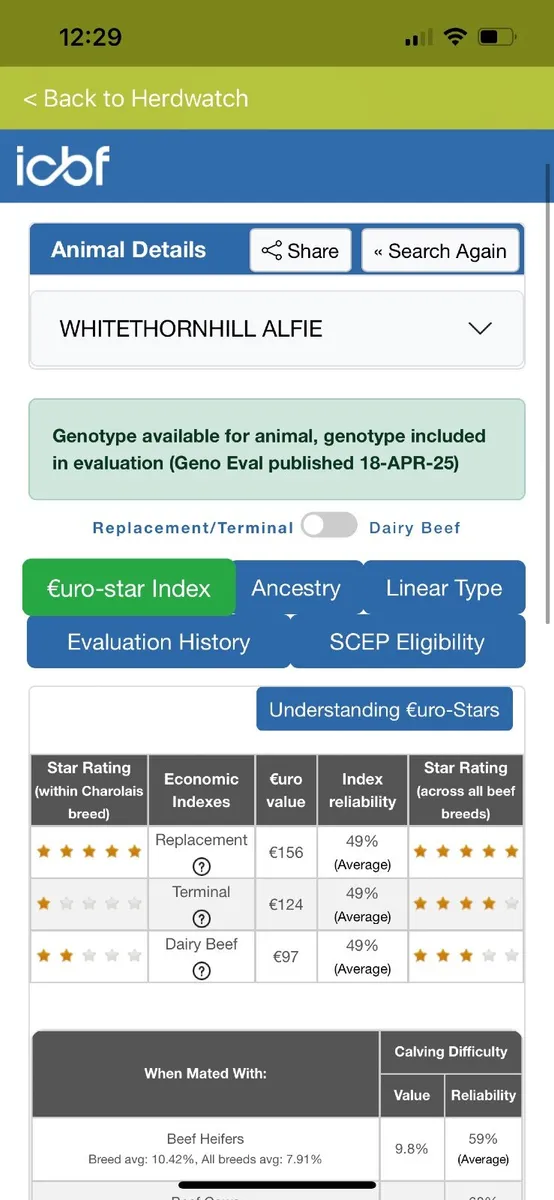 Purebred Charolais bull - Image 2