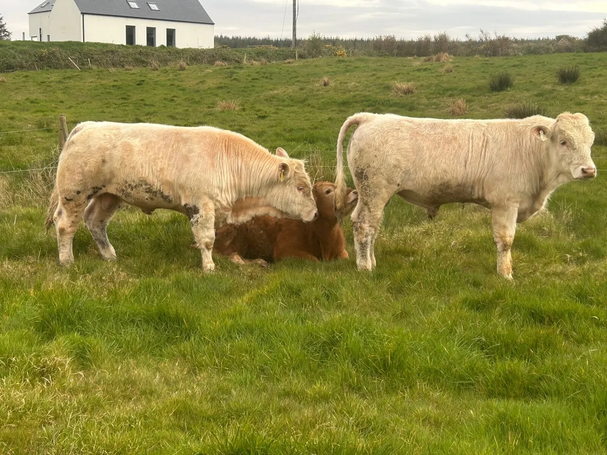 Purebred Charolais bull - Image 4