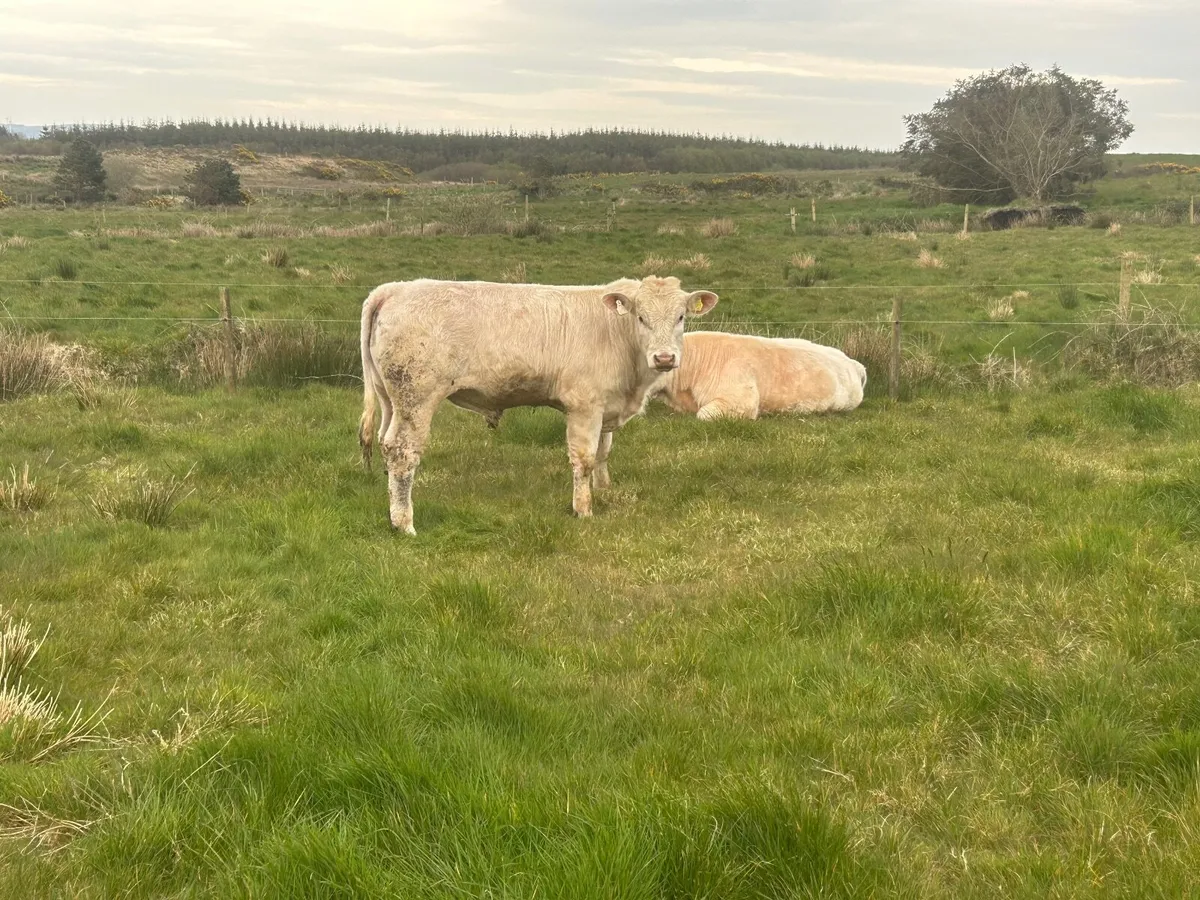 Purebred Charolais bull - Image 2