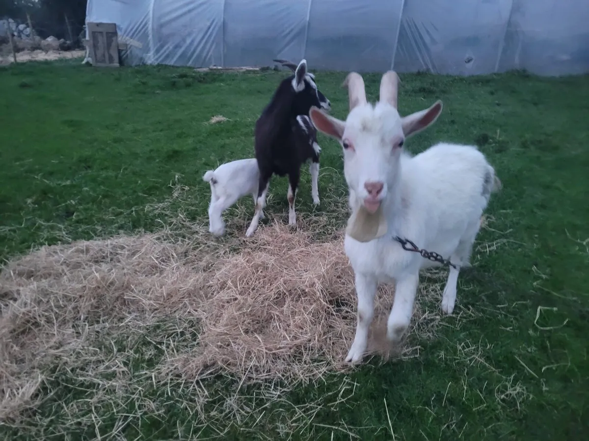 Goats - Image 1