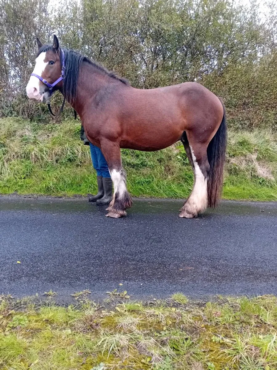 Cob Stallion at stud - Image 2