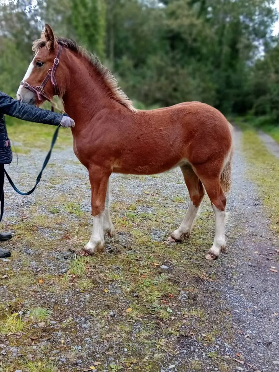 Cob Stallion at stud - Image 3