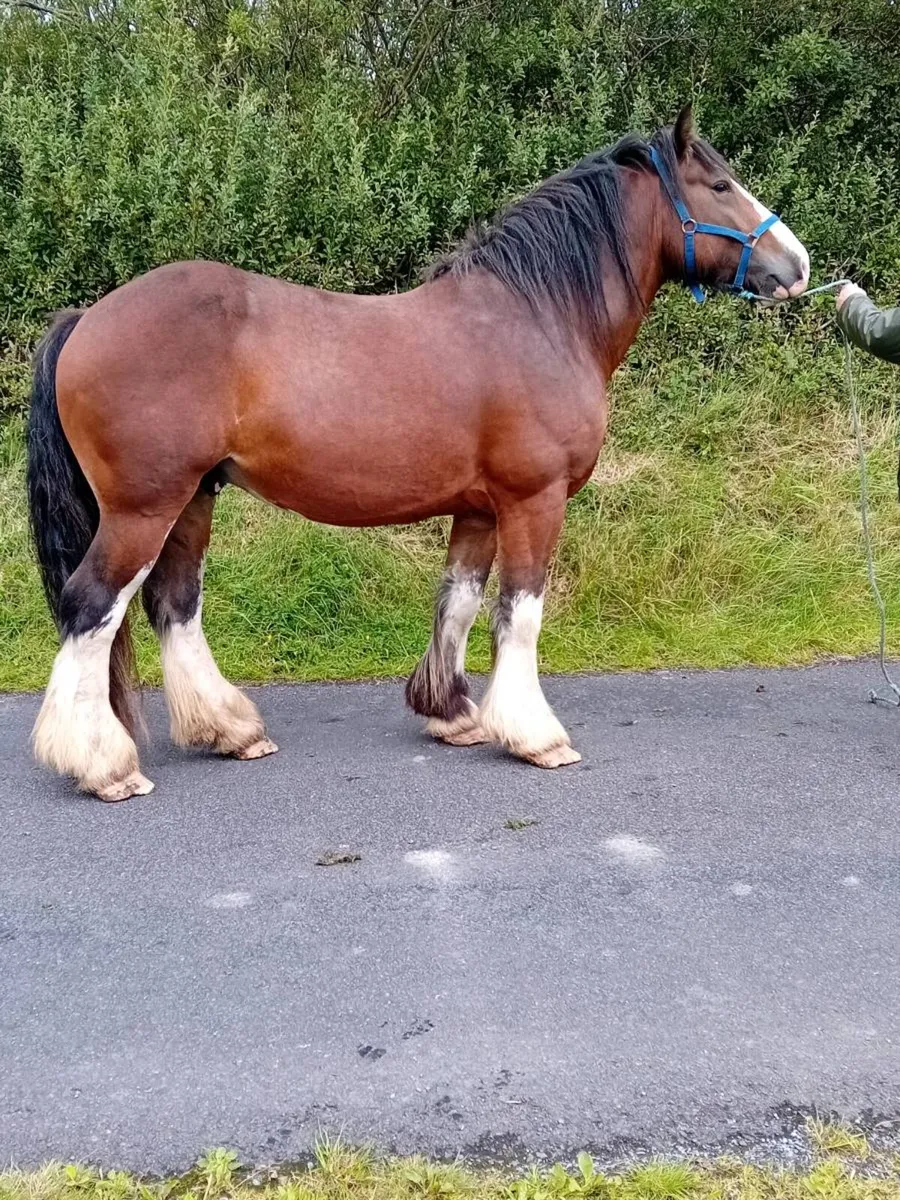 Cob Stallion at stud - Image 1
