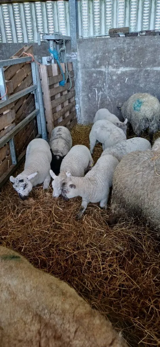 Ewes and lambs - Image 1