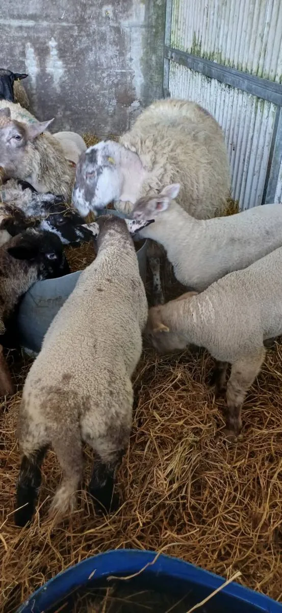 Ewes and lambs - Image 2