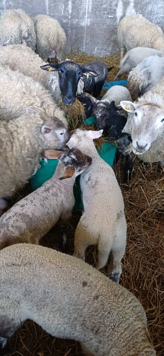 Ewes and lambs - Image 3