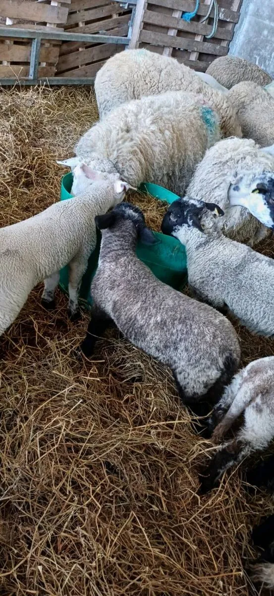 Ewes and lambs - Image 4