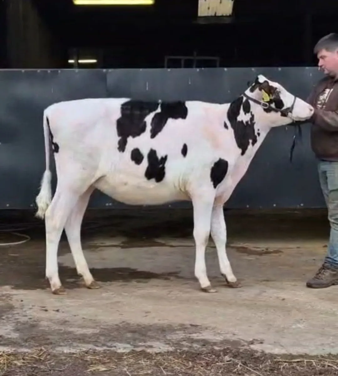 Emerald Expo Online Sale- Holstein Friesian - Image 1
