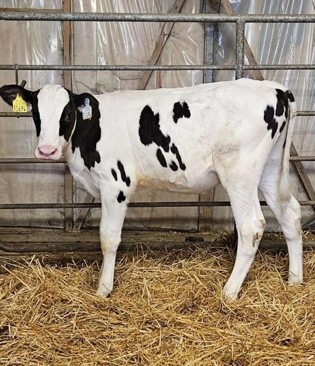 Emerald Expo Online Sale- Holstein Friesian - Image 2