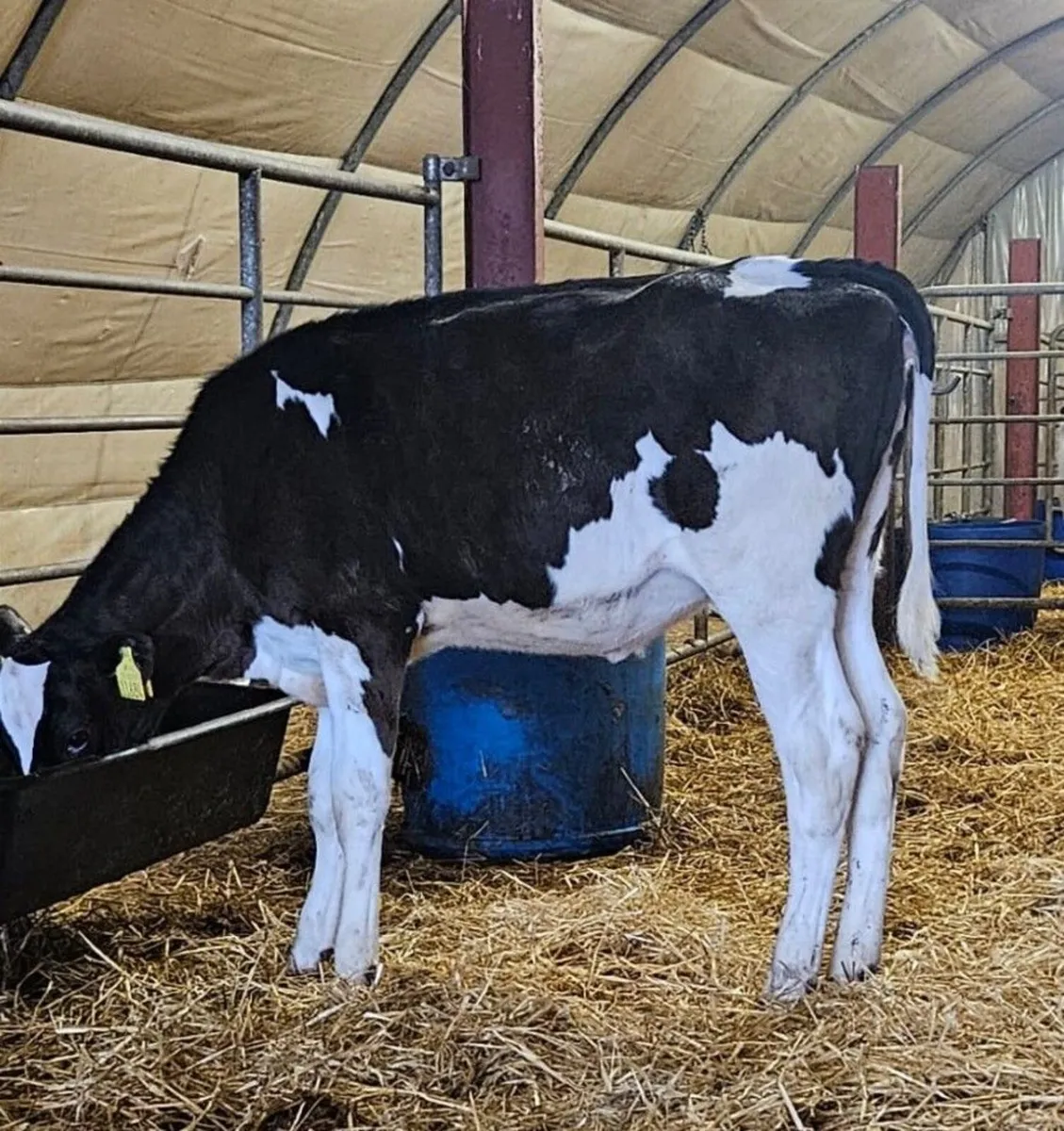 Emerald Expo Online Sale- Holstein Friesian - Image 3