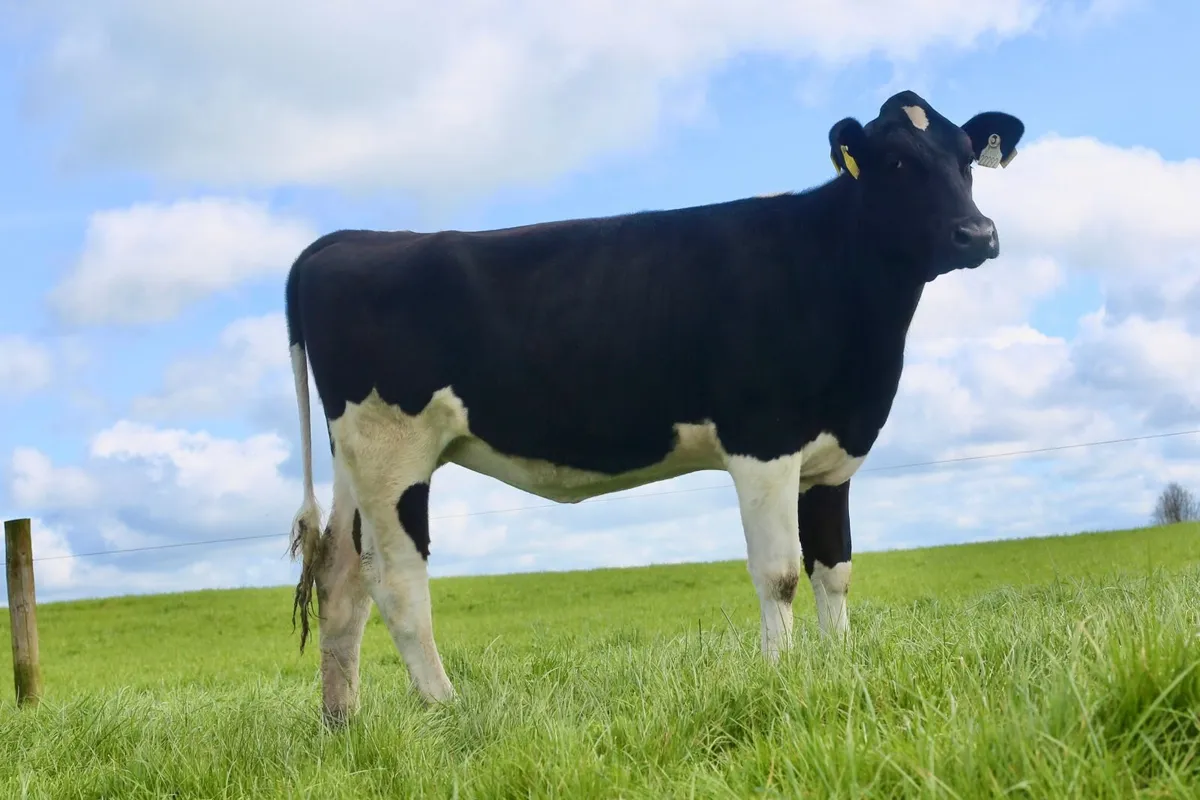 Emerald Expo Online Sale- Holstein Friesian - Image 4