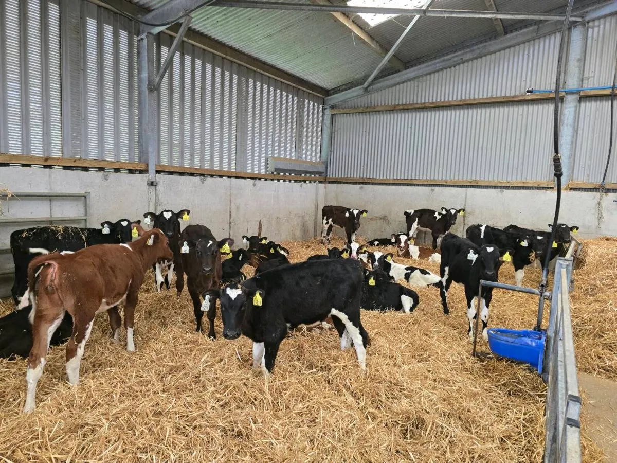 Dairy Heifer Calves - Image 1