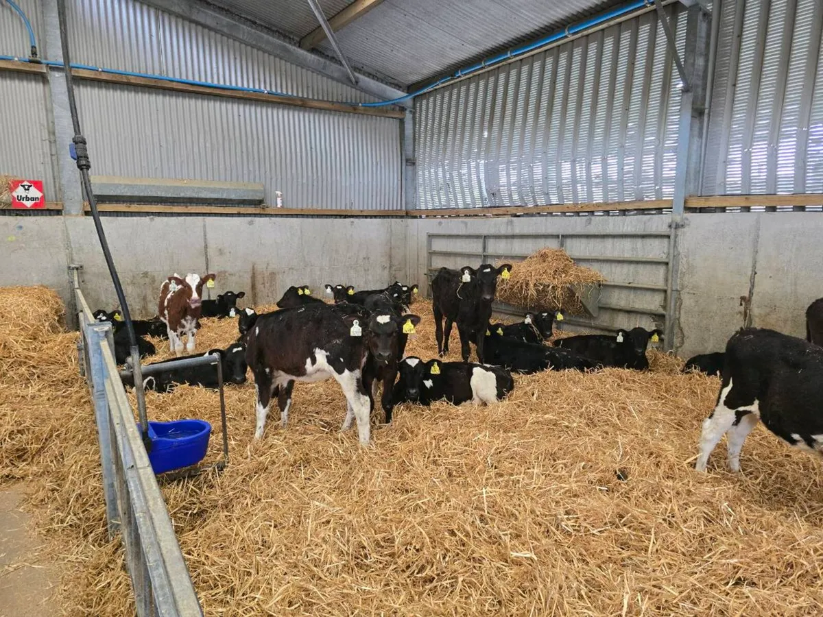Dairy Heifer Calves - Image 2