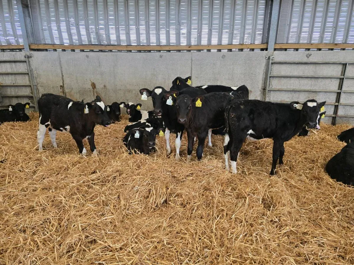 Dairy Heifer Calves - Image 3
