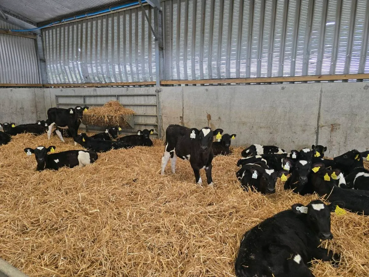 Dairy Heifer Calves - Image 4