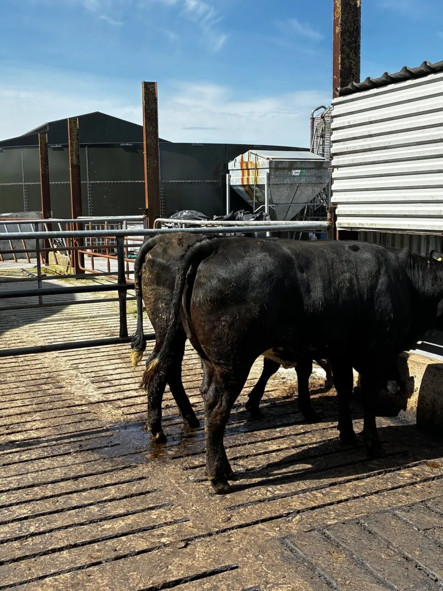 Limousin heifers - Image 1