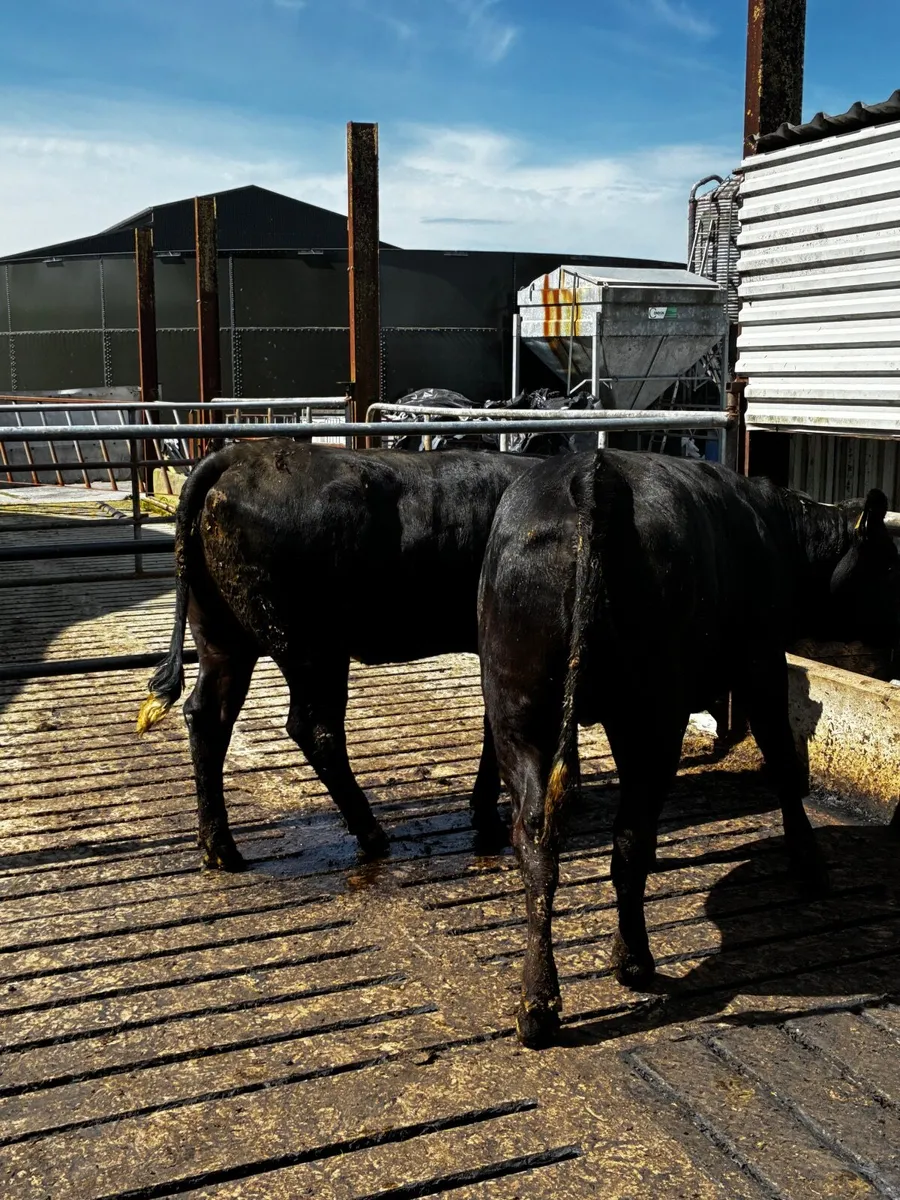 Limousin heifers - Image 2