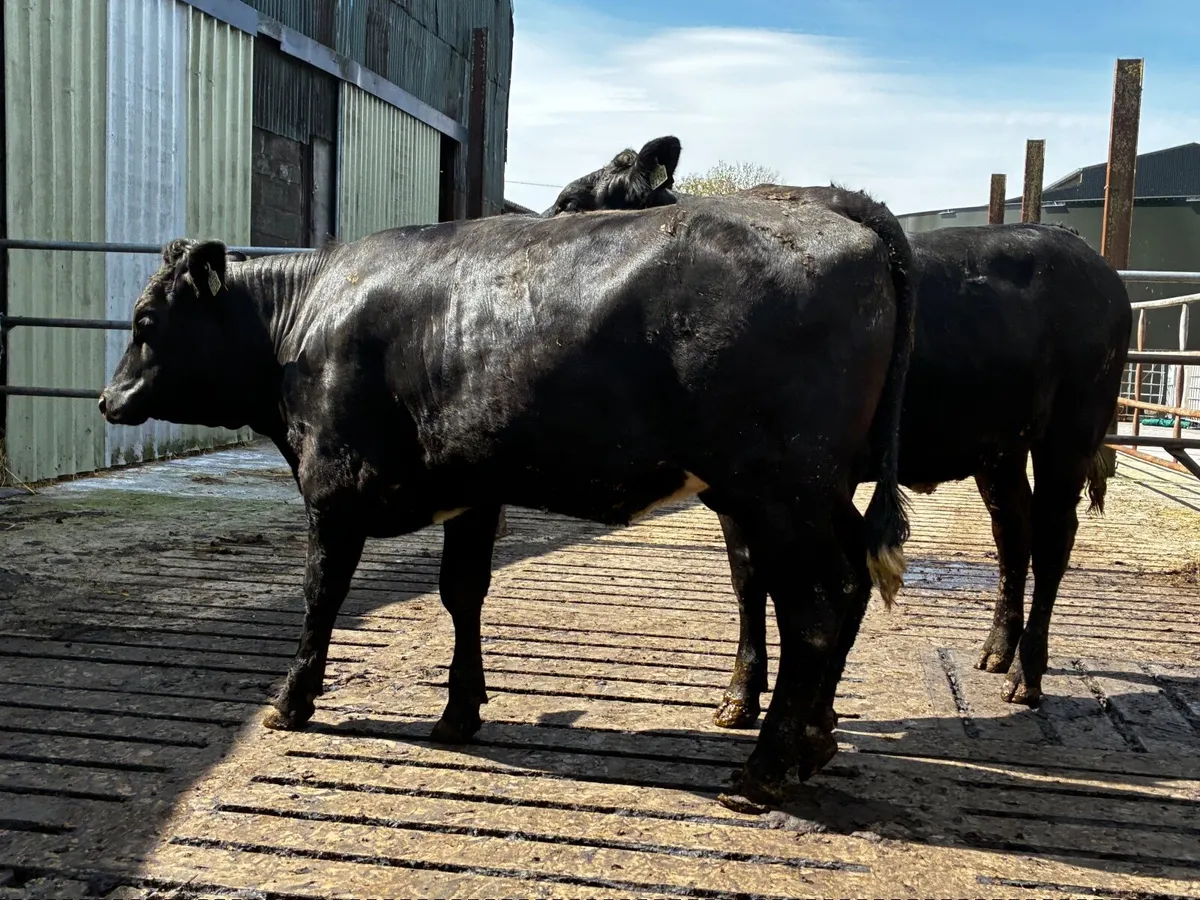 Limousin heifers - Image 3