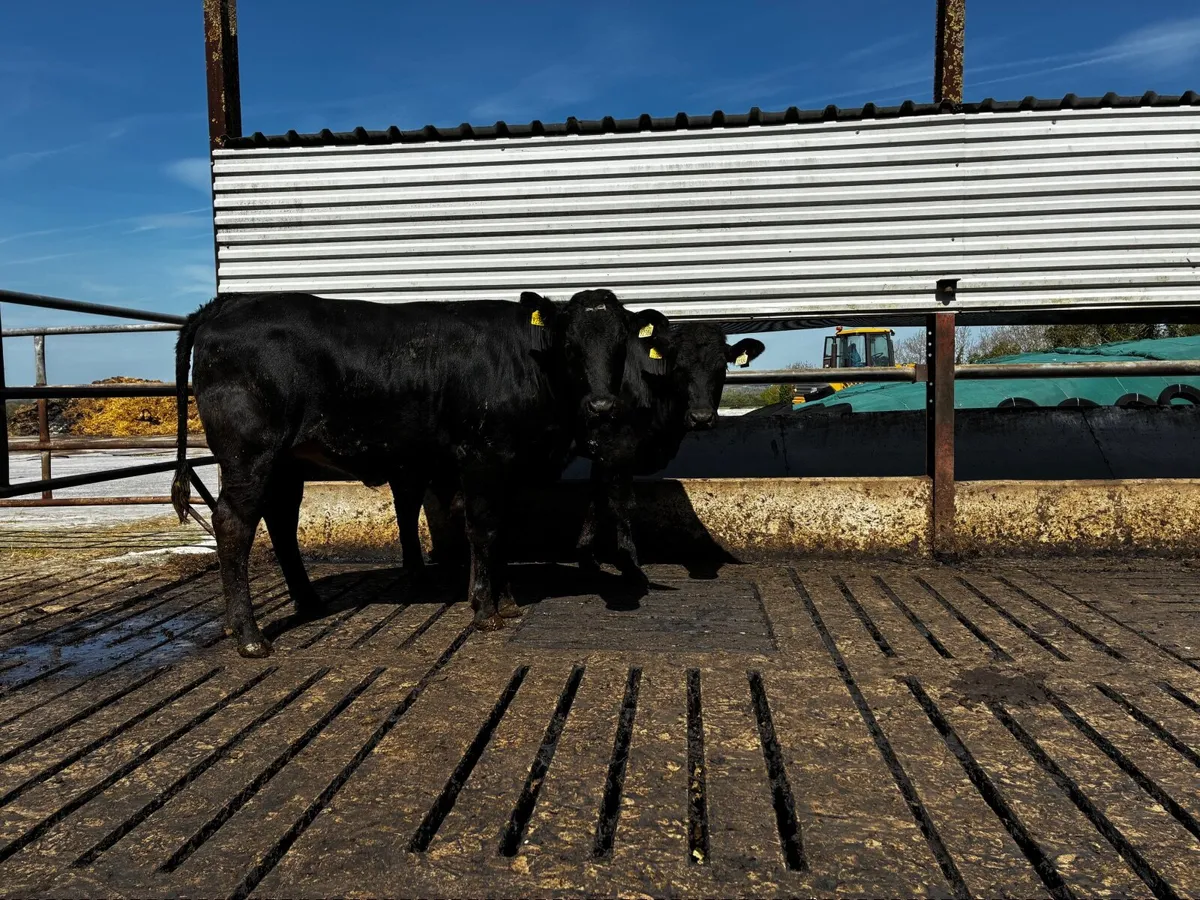 Limousin heifers - Image 4