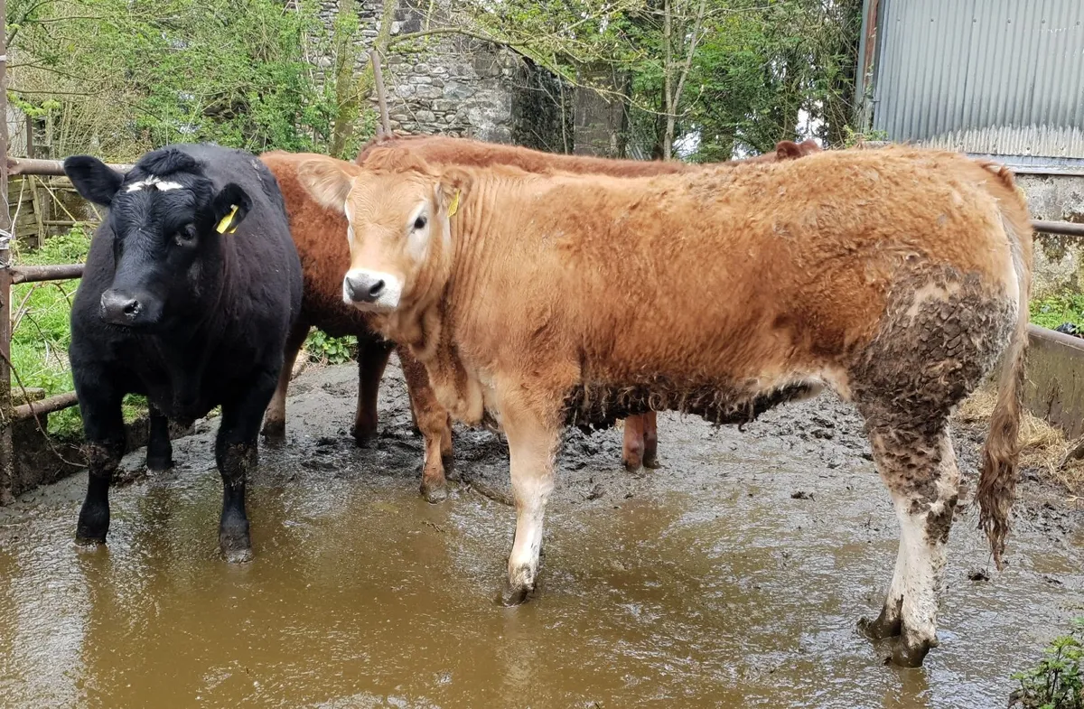 2 super pedigree limousin bulls. 5 star Terminal - Image 3
