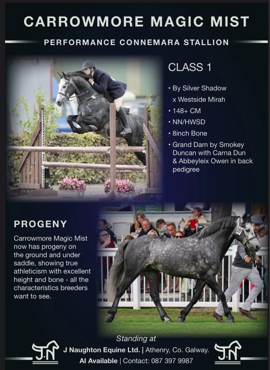 Class 1 Connemara stallion Carrowmore magic mist - Image 1