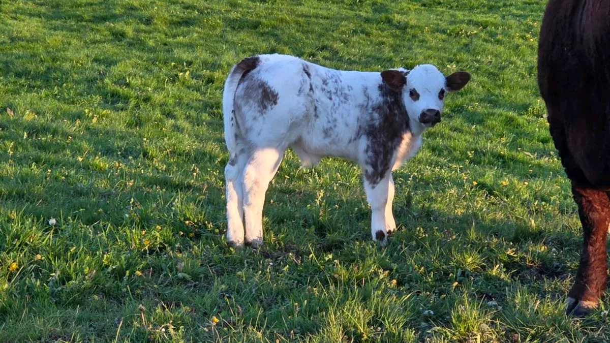 Entitlements For Lease