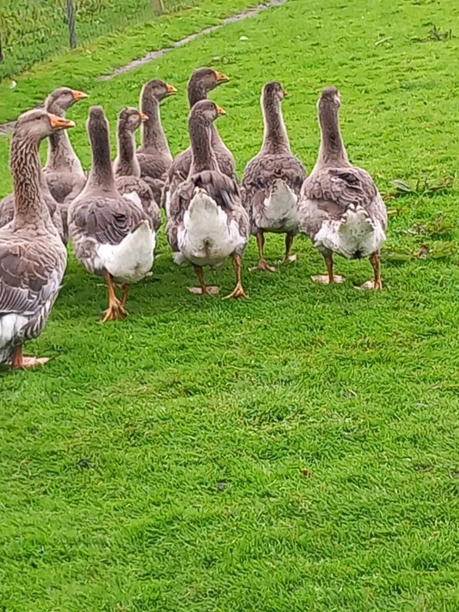 Toulouse goslings - Image 3