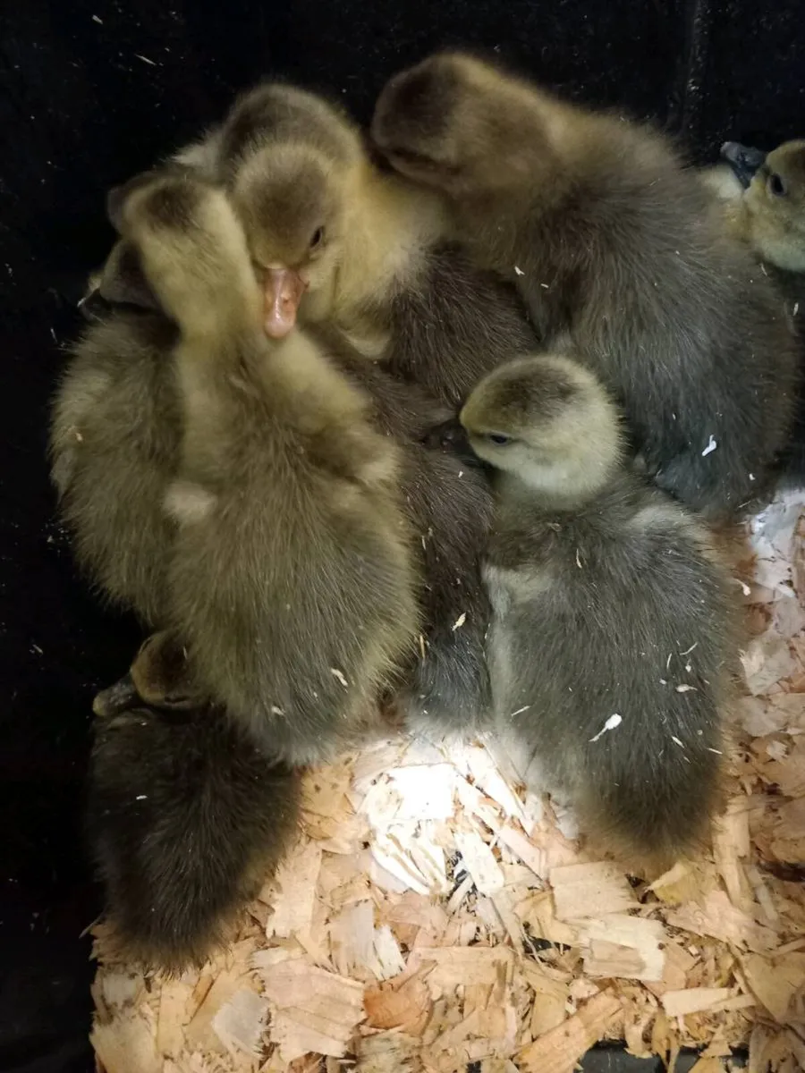 Toulouse goslings - Image 4