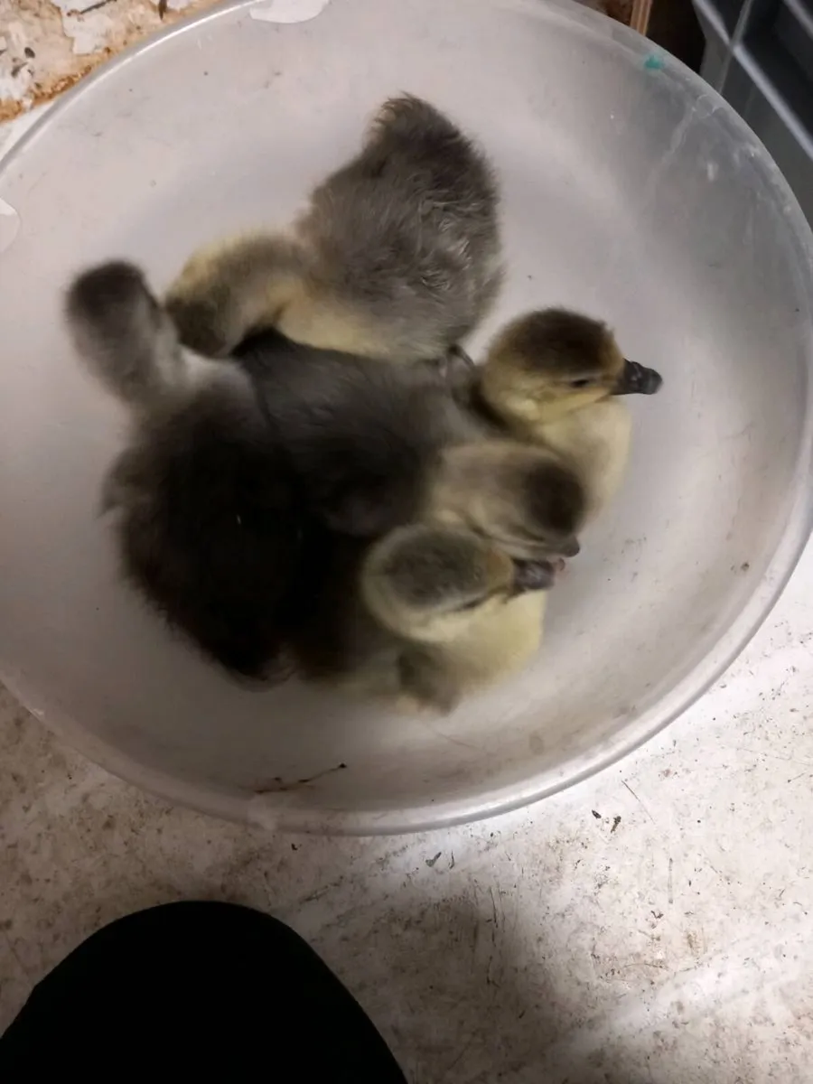 Toulouse goslings - Image 1