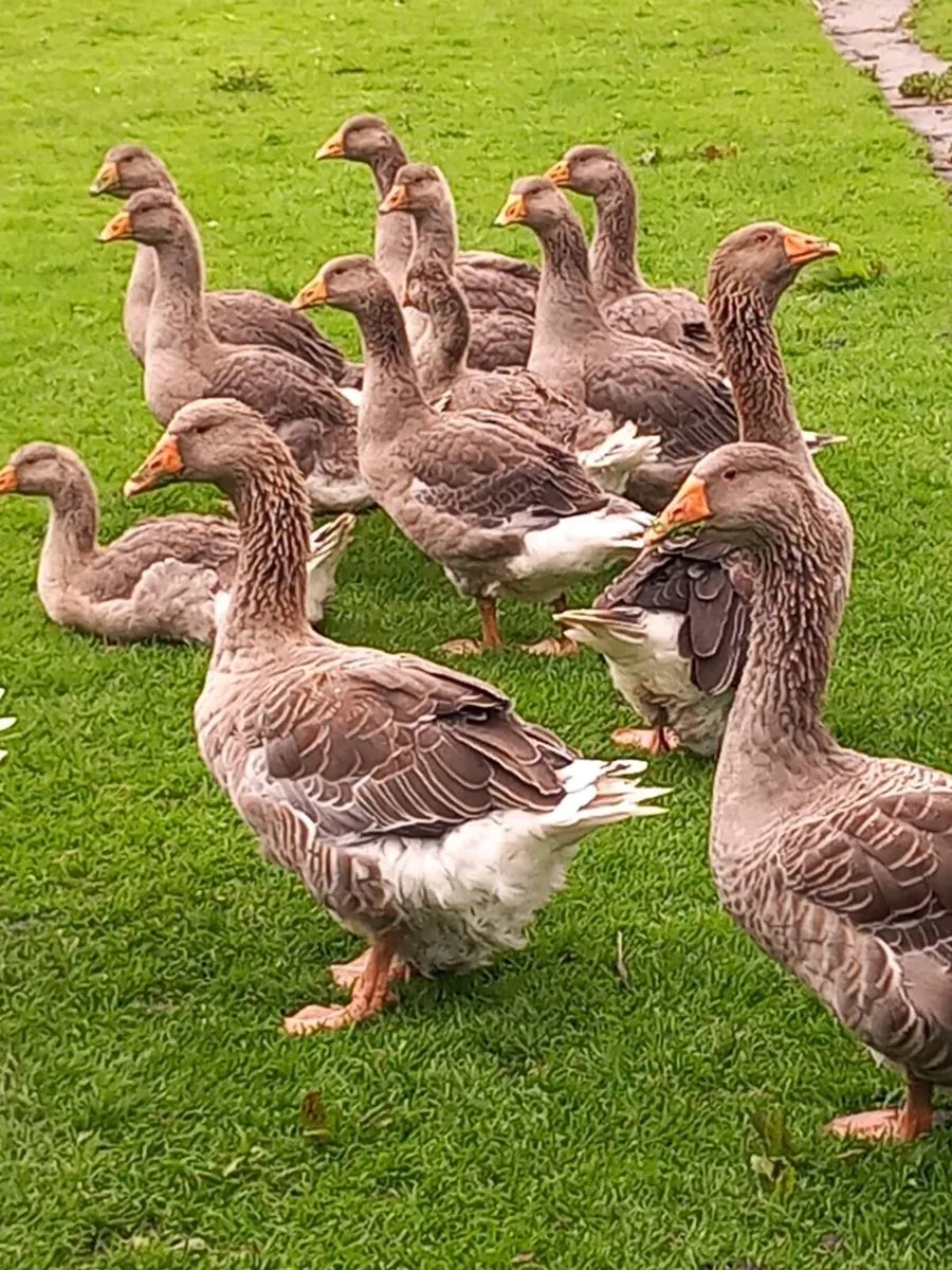 Toulouse goslings - Image 2