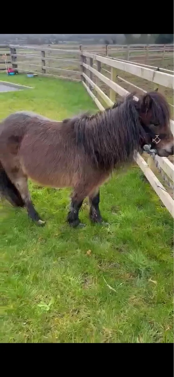 Miniature mares - Image 4