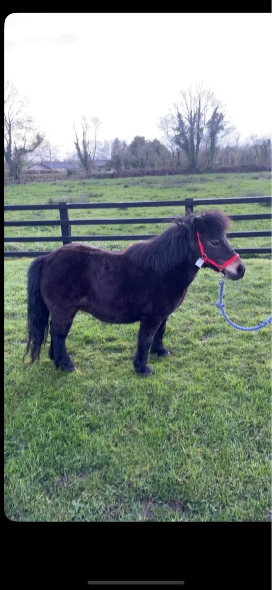 Miniature mares - Image 1