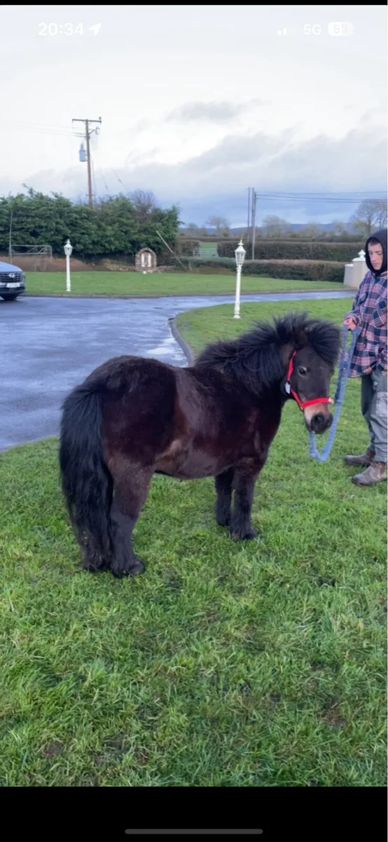 Miniature mares - Image 2