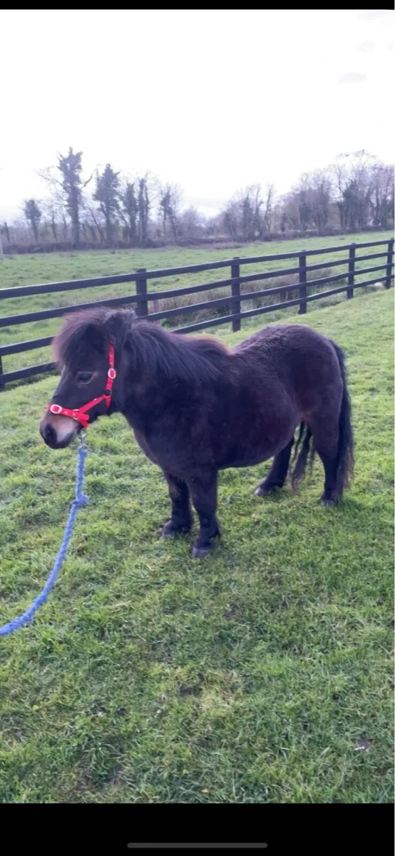 Miniature mares - Image 3