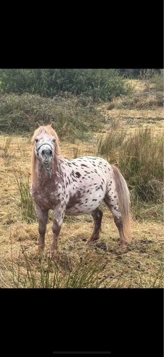 Miniature mares - Image 1
