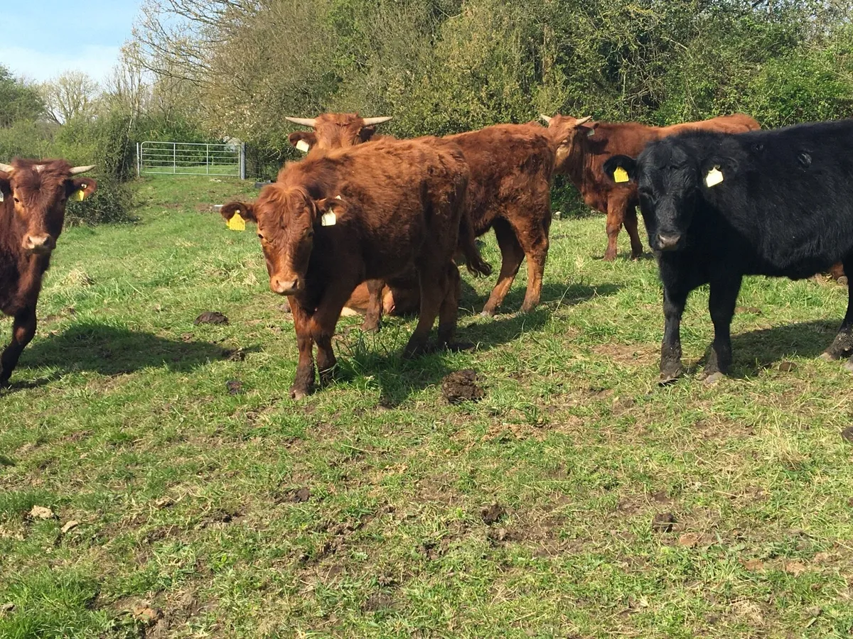 Dexter Yearling Heifers (Polled) - Image 1