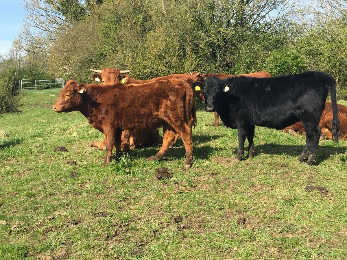 Dexter Yearling Heifers (Polled) - Image 2
