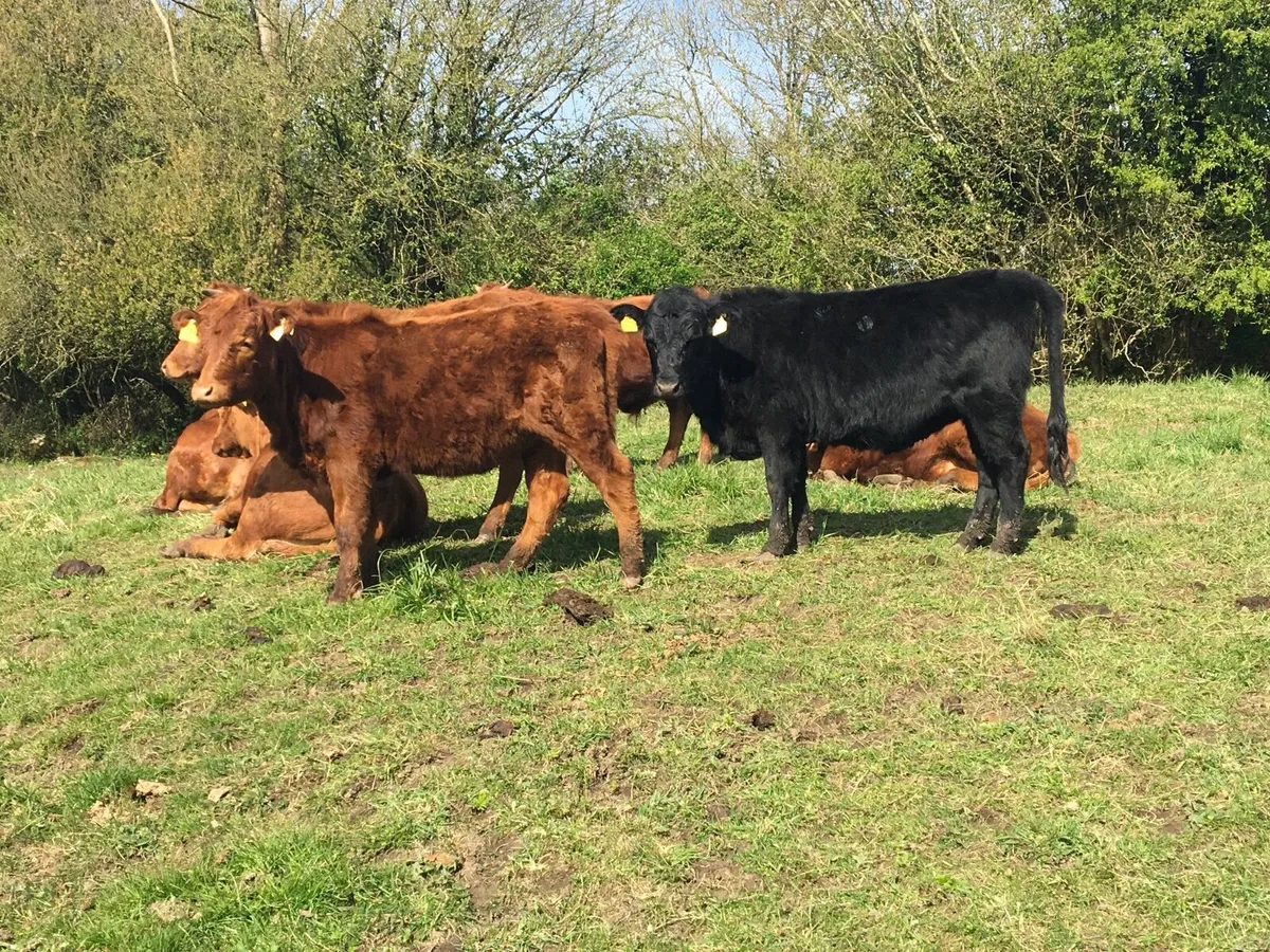 Dexter Yearling Heifers (Polled) - Image 3