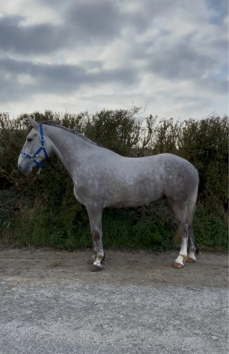 4 Year Old RID Gelding - Image 1