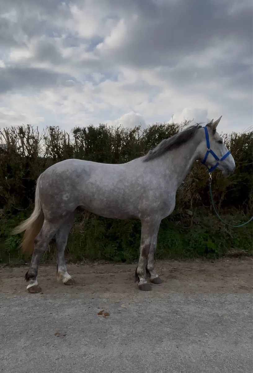4 Year Old RID Gelding - Image 2