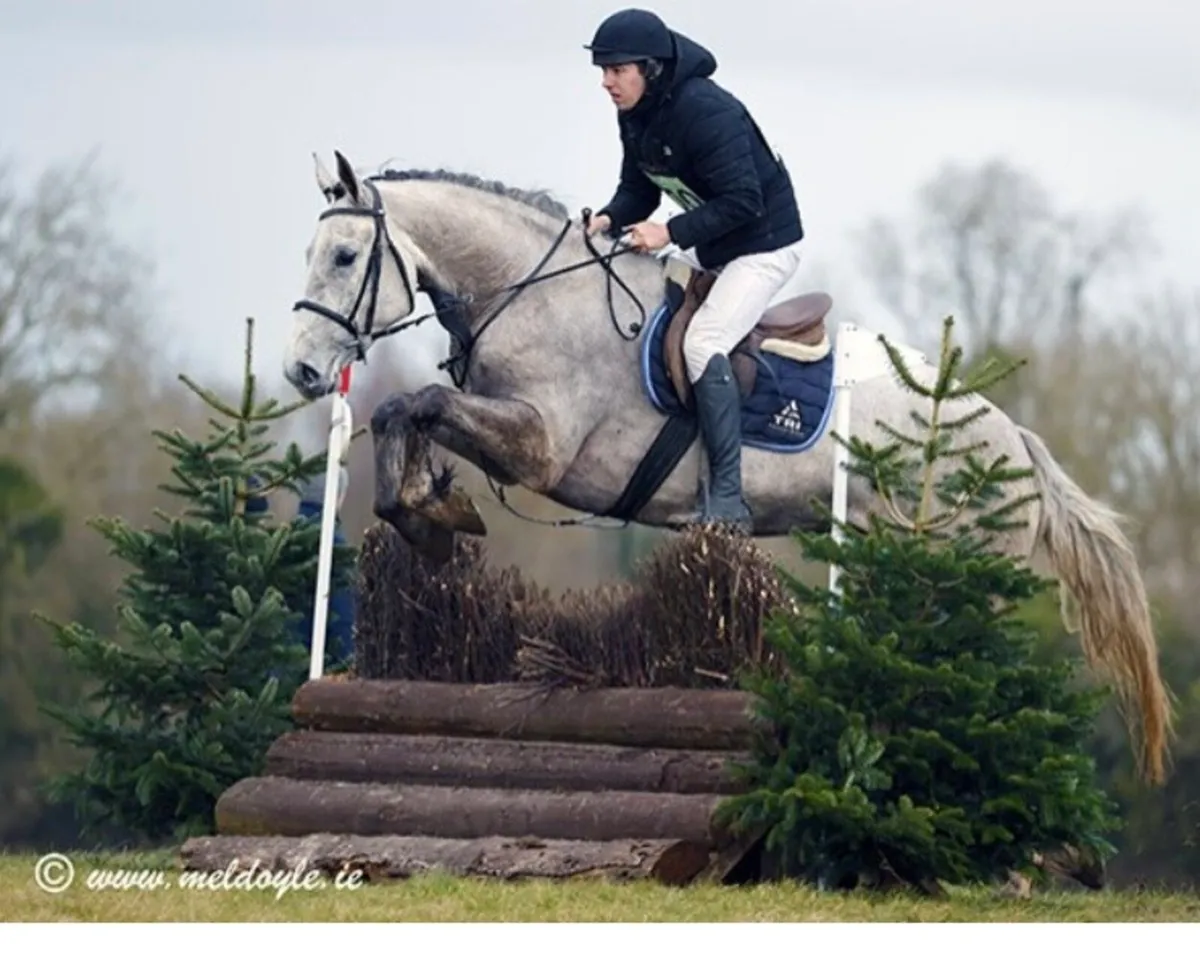 4 Year Old RID Gelding - Image 3