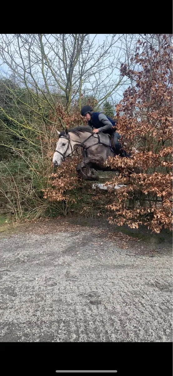 4 Year Old RID Gelding - Image 4