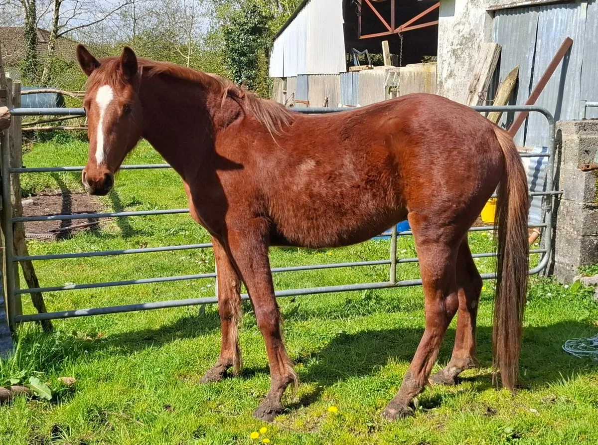 Gelding 3 year old - Image 2