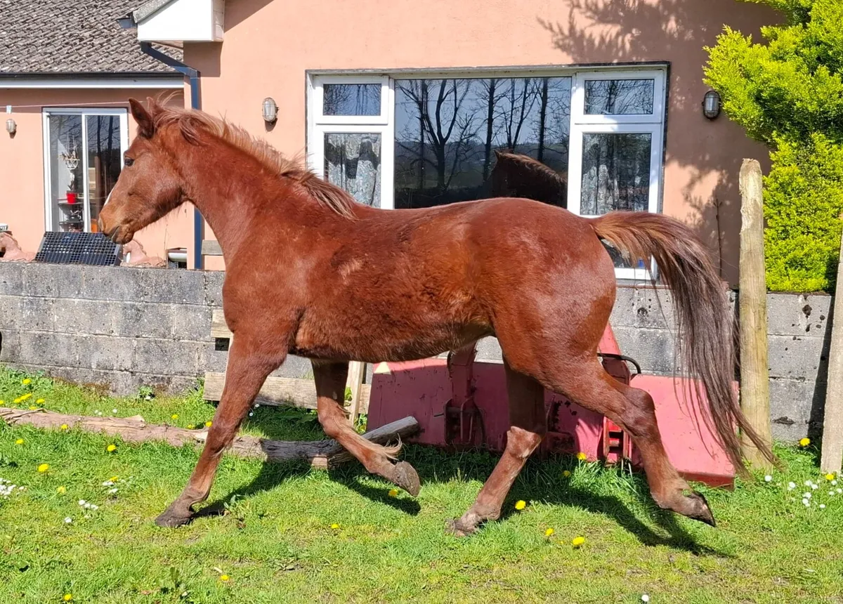 Gelding 3 year old - Image 1