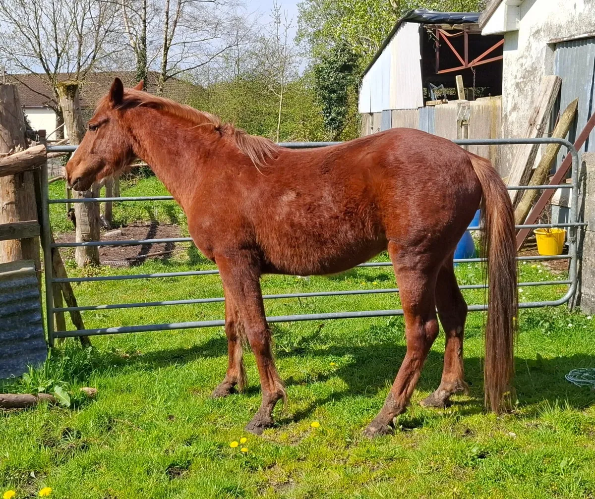 Gelding 3 year old - Image 3
