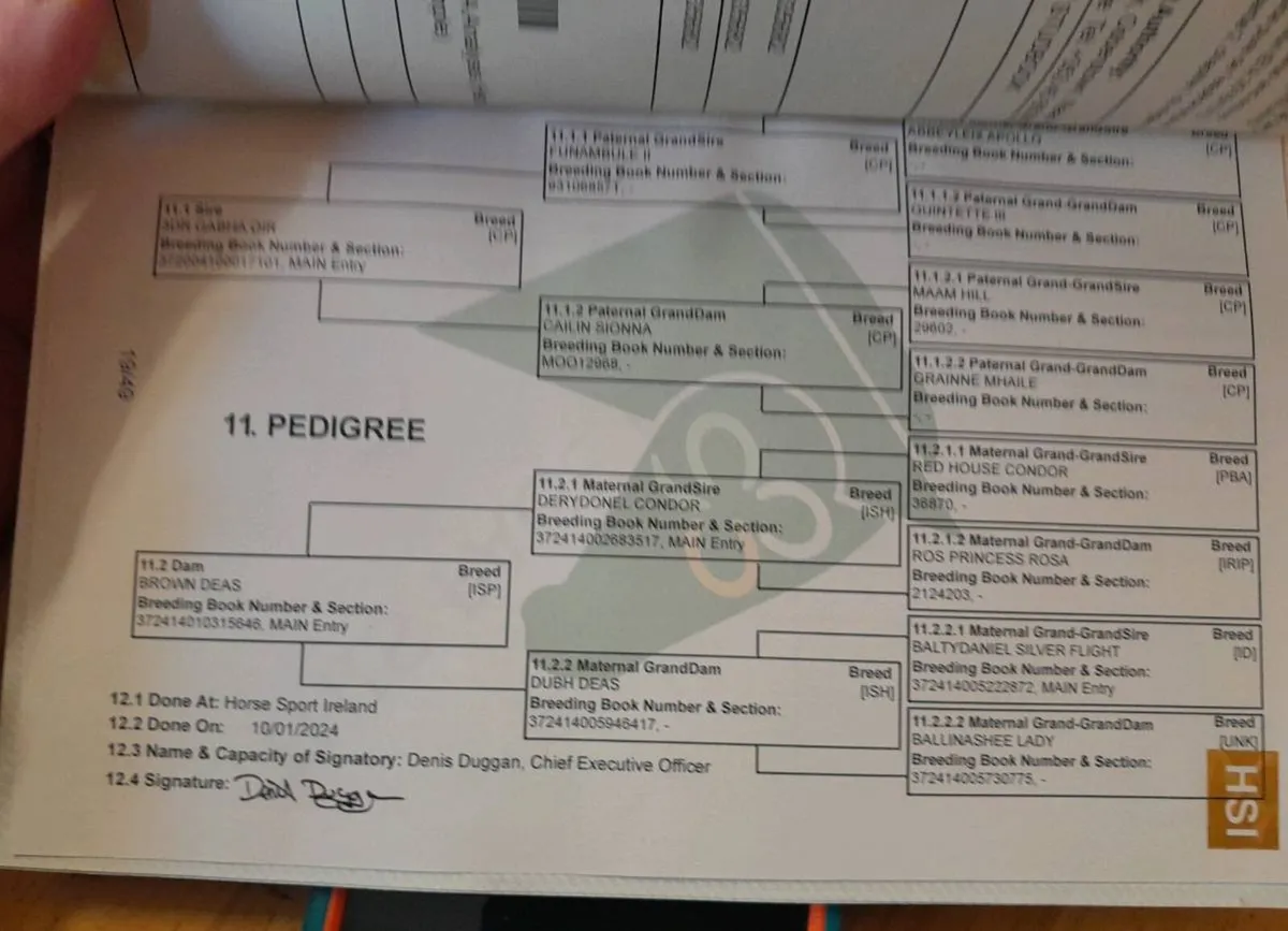 Gelding 3 year old - Image 4